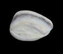 + Bargain Opal Replaced Clam Fossils - Australia #61892-2